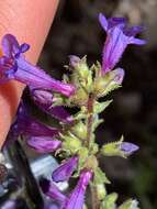 Image of low beardtongue