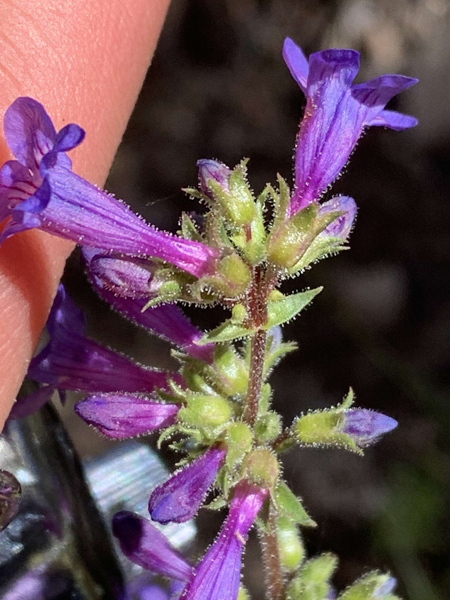 Image of low beardtongue