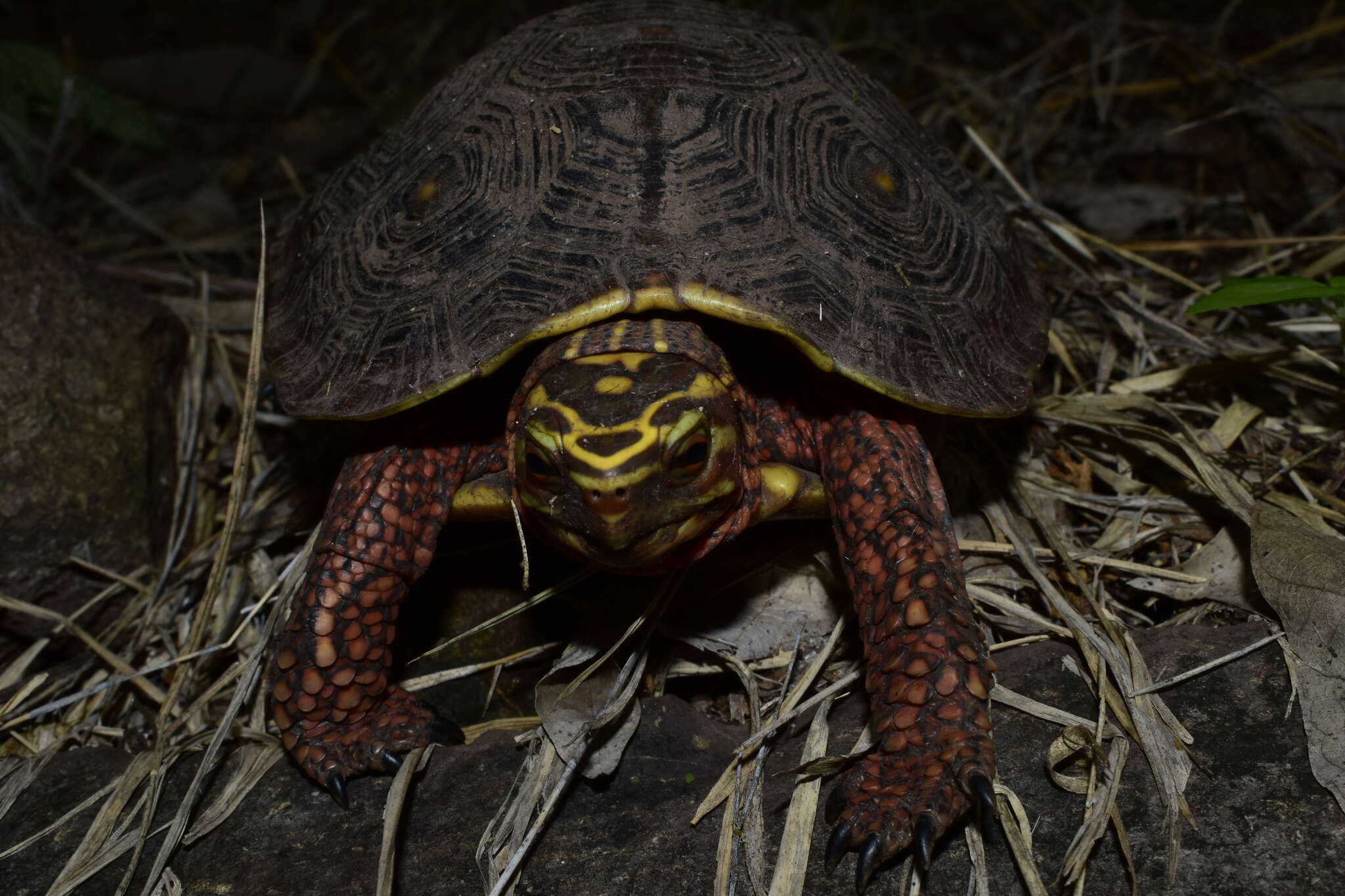 Image of Colima Wood Turtle