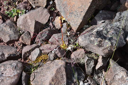 Image of whiplash saxifrage