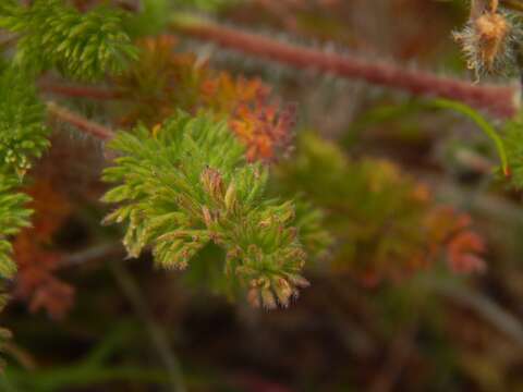 Image of Pelargonium hirtum (Burm. fil.) Jacq.