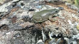 Image of Great Plains Narrowmouth Toad