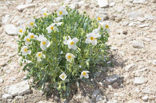 Image of common bearpoppy