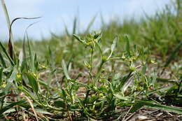 Imagem de Ranunculus lateriflorus DC.