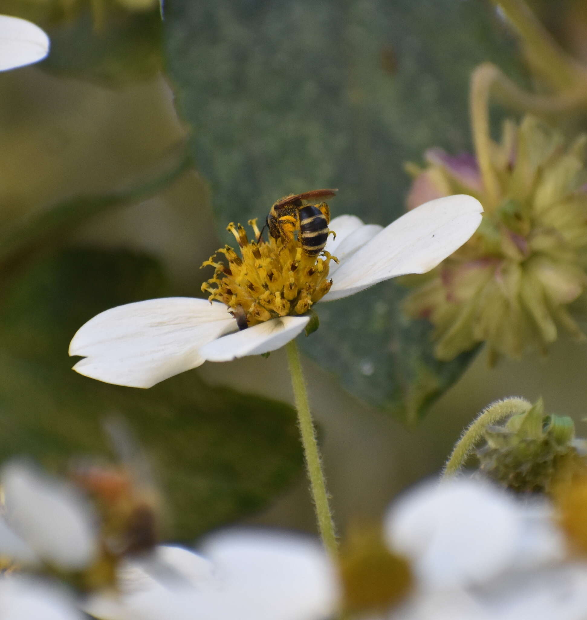 Lasioglossum costale (Vachal 1904) resmi