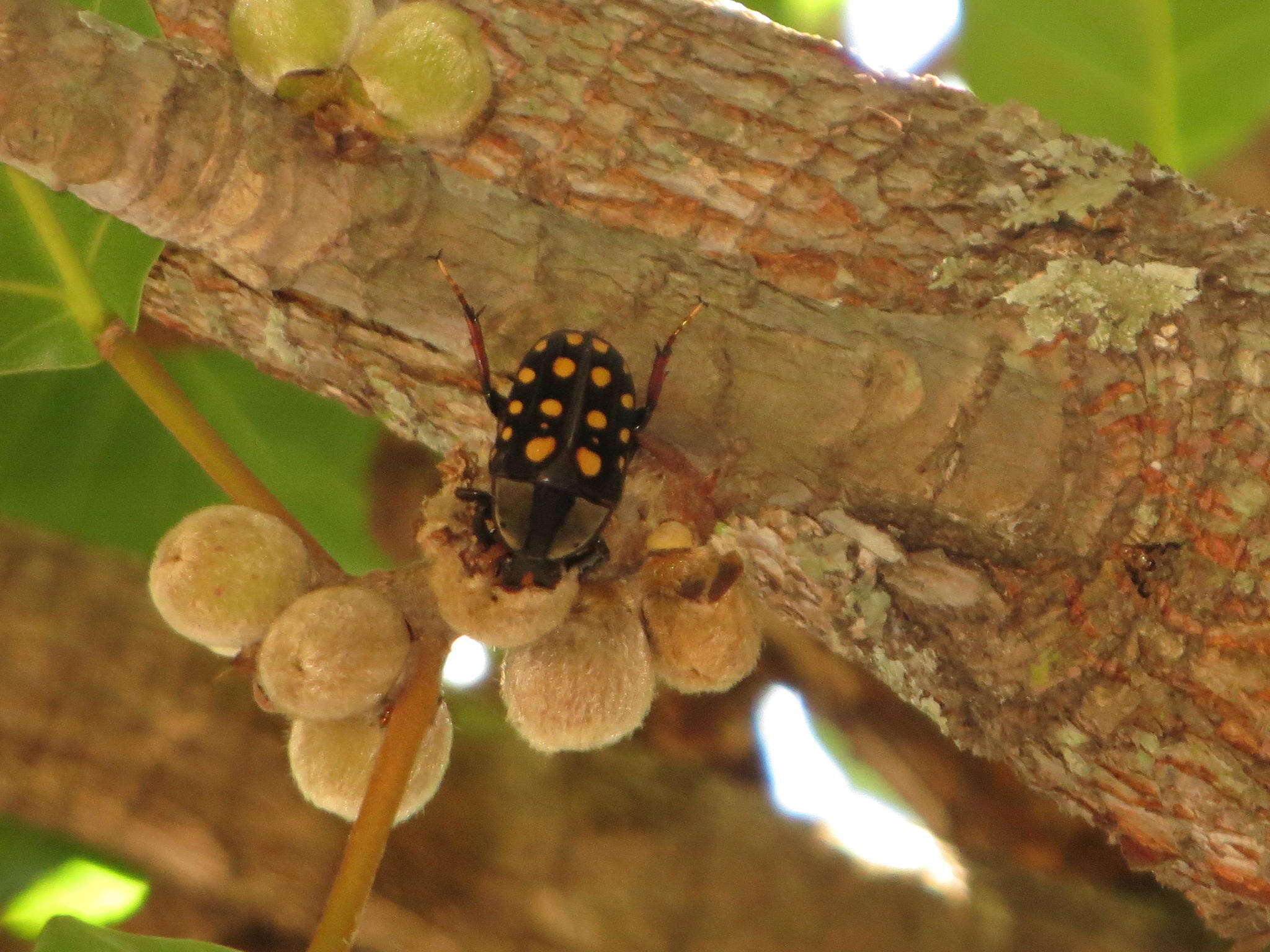 Image of Mecynorhina (Amaurodes) passerinii (Westwood 1843)