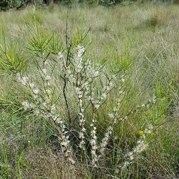 Image of Hakea microcarpa R. Br.