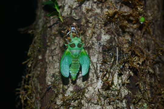 Image of Auritibicen flavomarginatus (Hayashi 1977)