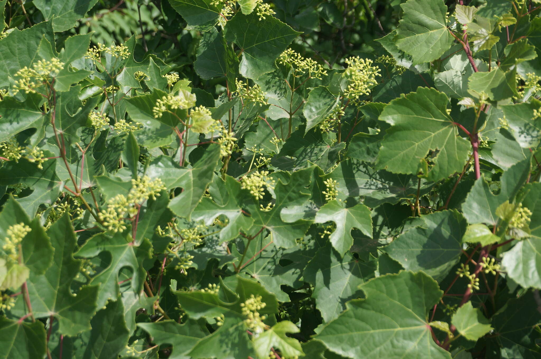 Image de Ampelopsis humulifolia Bge.