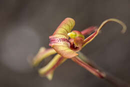 Image of Purple-veined spider orchid