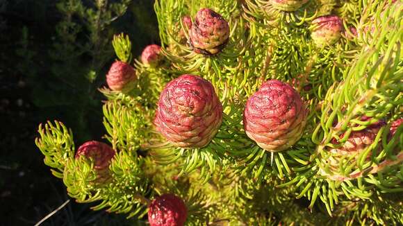 Image of Leucadendron teretifolium (Andrews) I. Williams