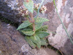 Crassula exilis subsp. cooperi (Regel) Tölken resmi