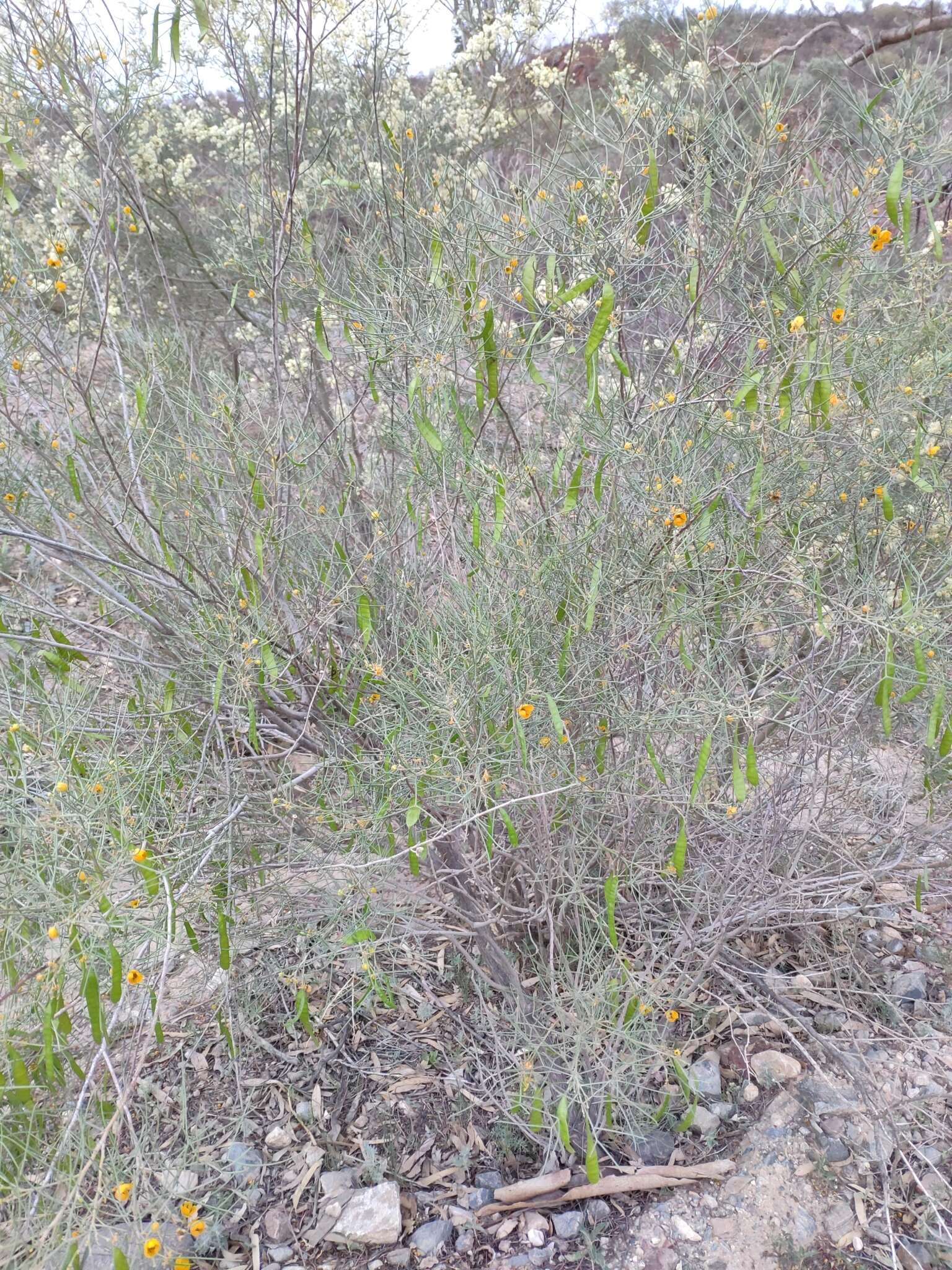 Image of Senna artemisioides subsp. filifolia