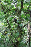 Image of Sanford's Brown Lemur