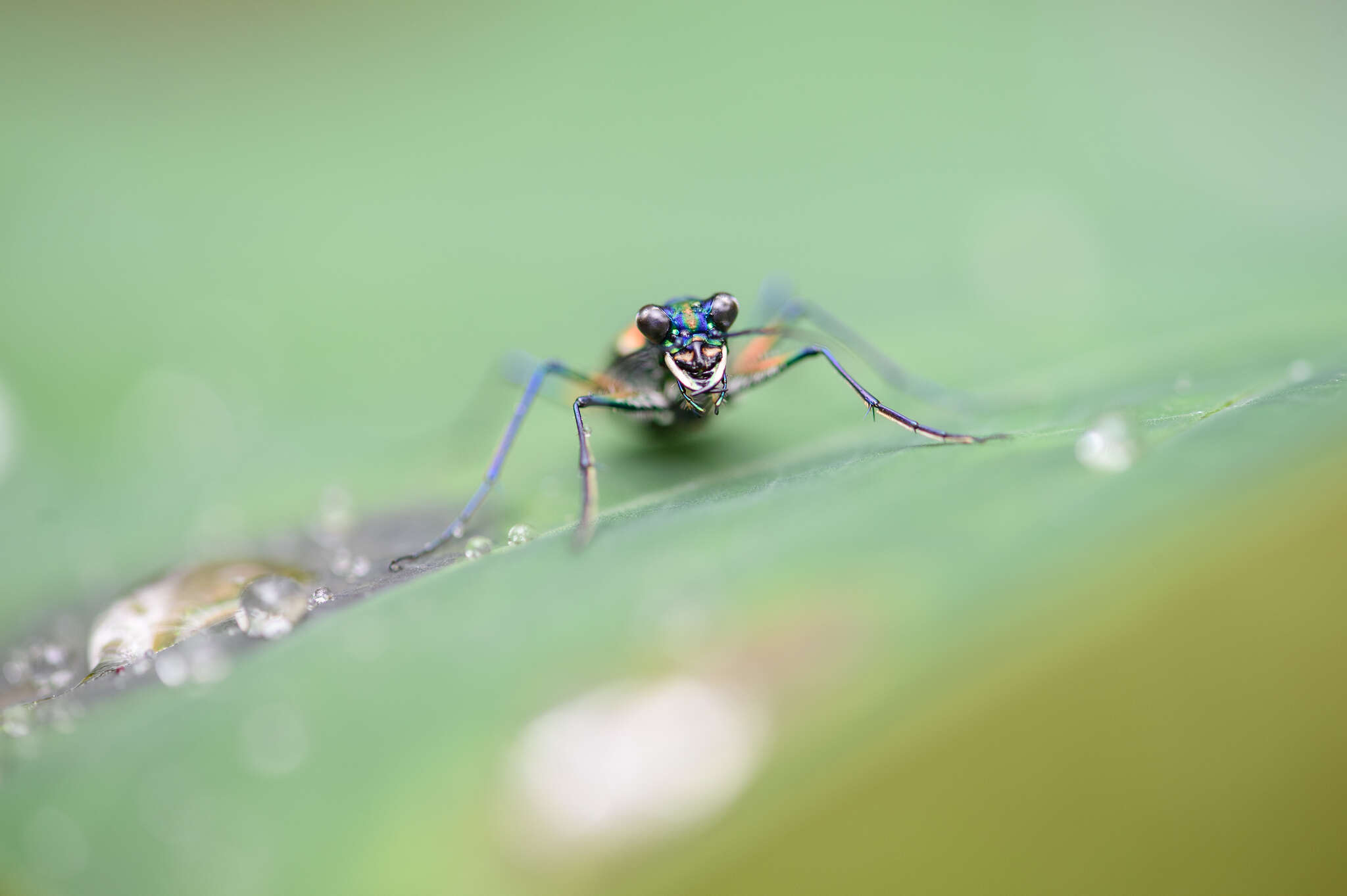 Imagem de Cicindela (Cosmodela) barmanica Gestro 1893