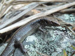 Image of Mokohinau skink