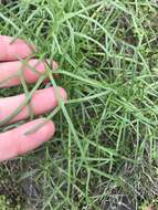 Image de Coreopsis maritima (Nutt.) Hook. fil.