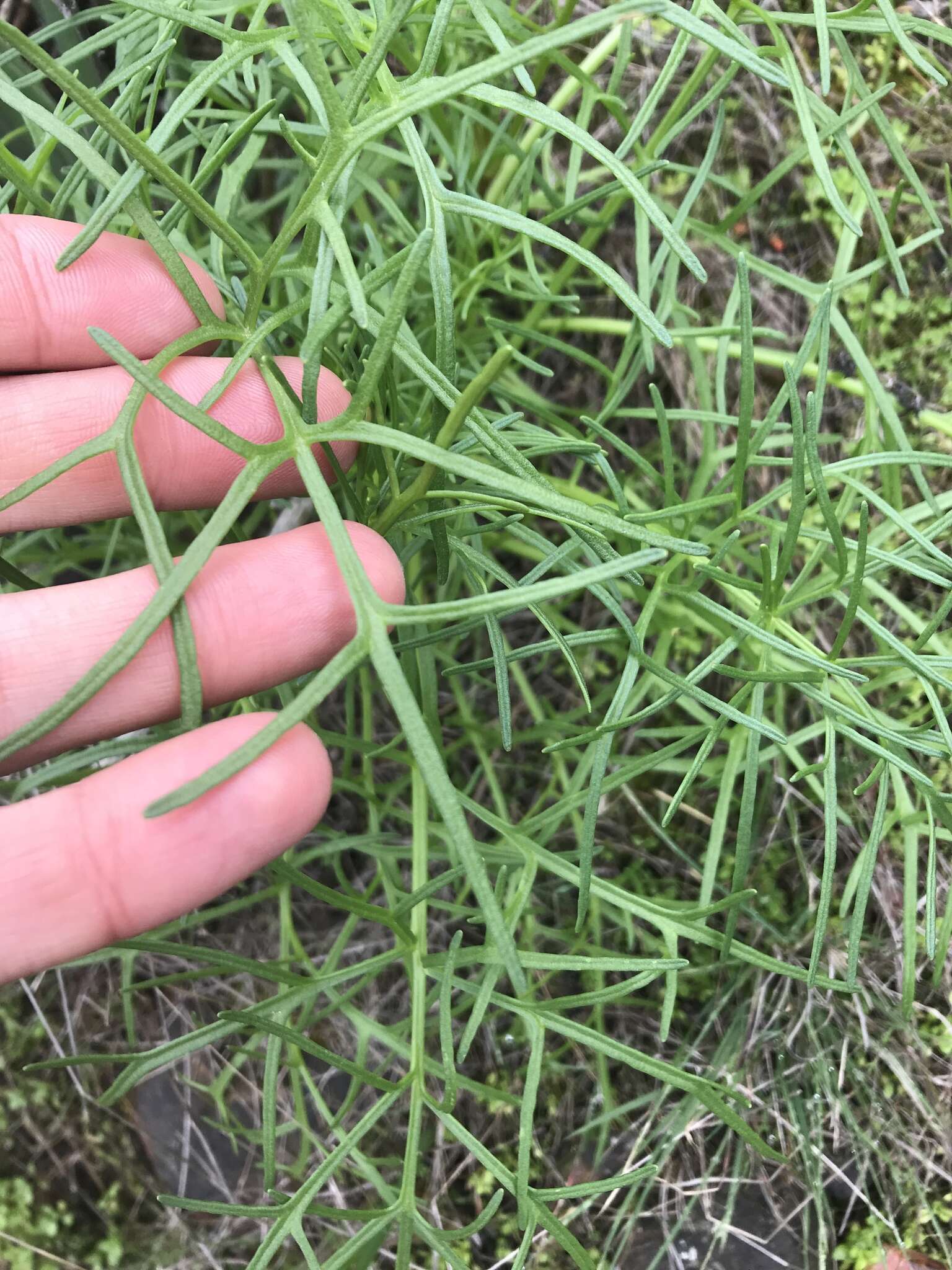 Image de Coreopsis maritima (Nutt.) Hook. fil.