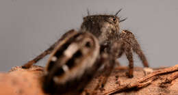 Image of Phidippus insignarius C. L. Koch 1846