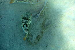 Image of Smooth Toadfish