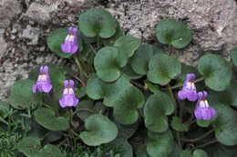 Image de Cymbalaria pallida (Ten.) Wettst.