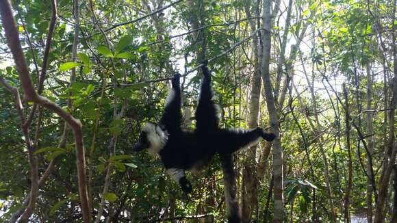 Image of Black-and-white Ruffed Lemur