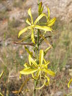 Image of Asphodeline liburnica (Scop.) Rchb.