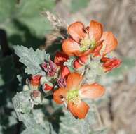 Image of Munro's globemallow