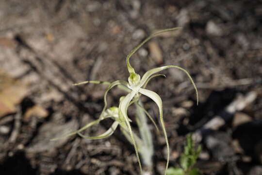 Image of Joseph's spider orchid