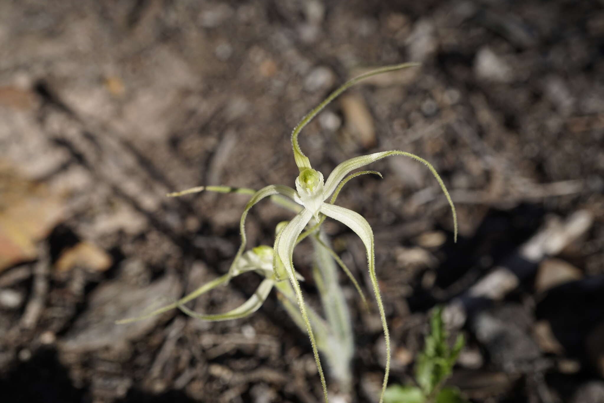 Image of Joseph's spider orchid