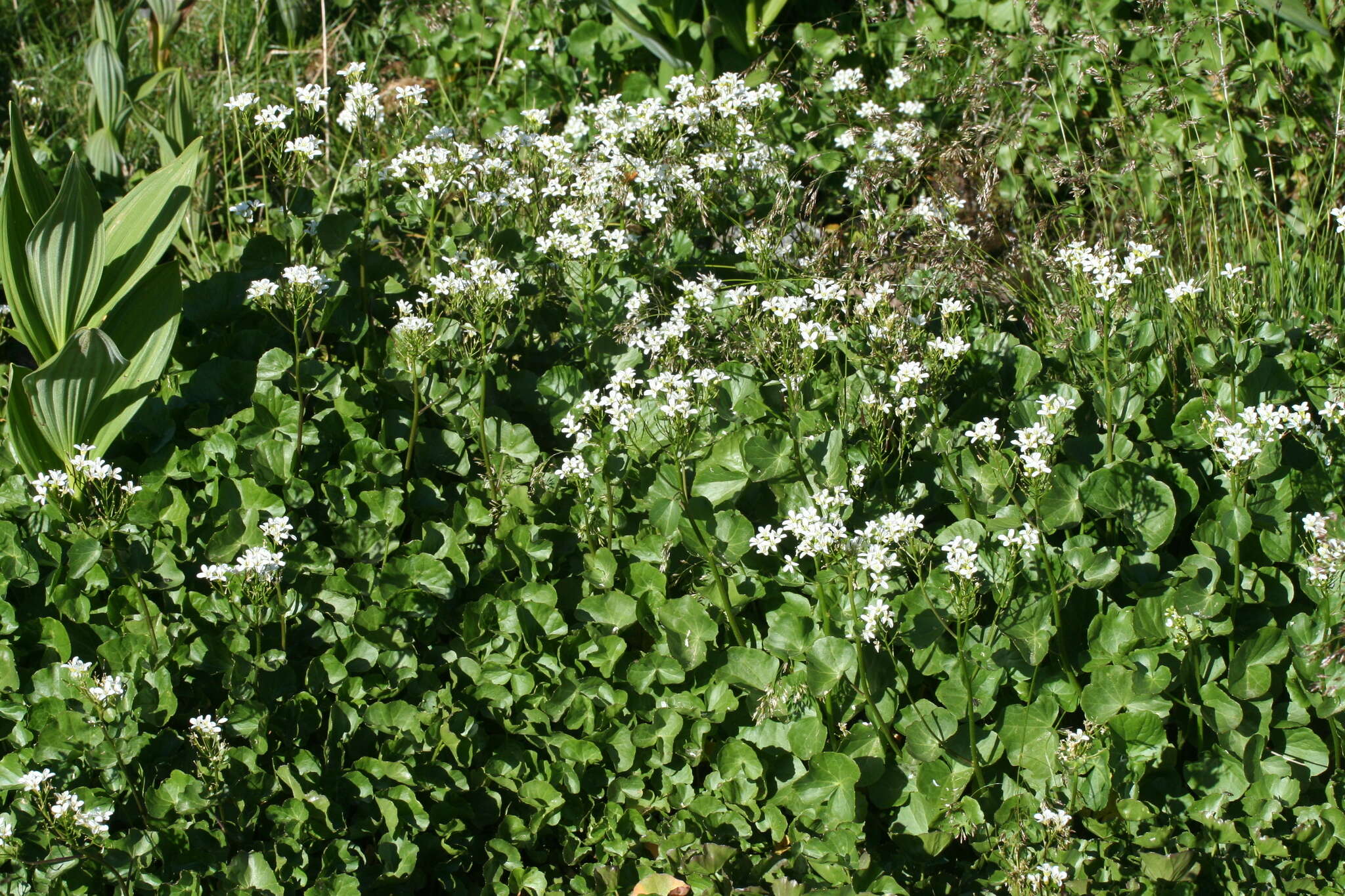 Imagem de Cardamine asarifolia L.