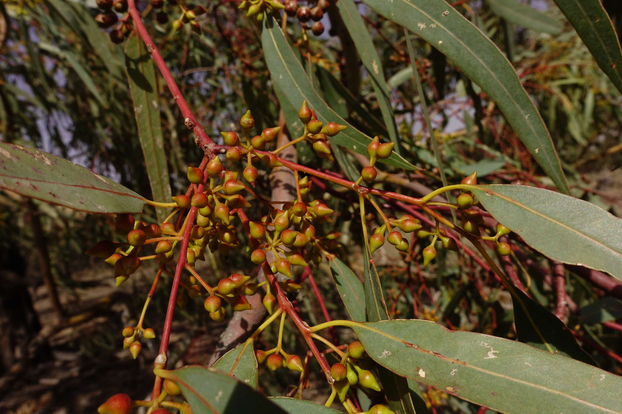 Слика од Eucalyptus camaldulensis subsp. camaldulensis