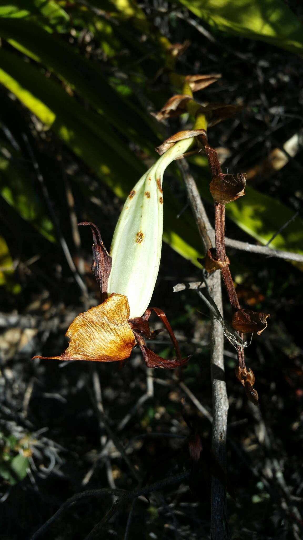 Image of Angraecum longicalcar (Bosser) Senghas