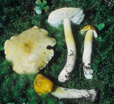 Image of Tricholoma subluteum Peck 1904