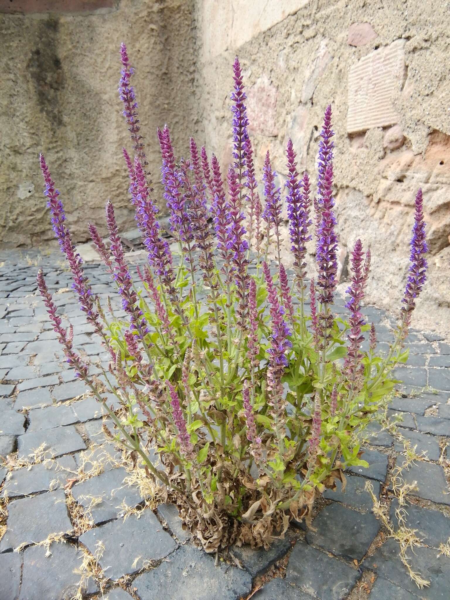 Imagem de Salvia nemorosa L.