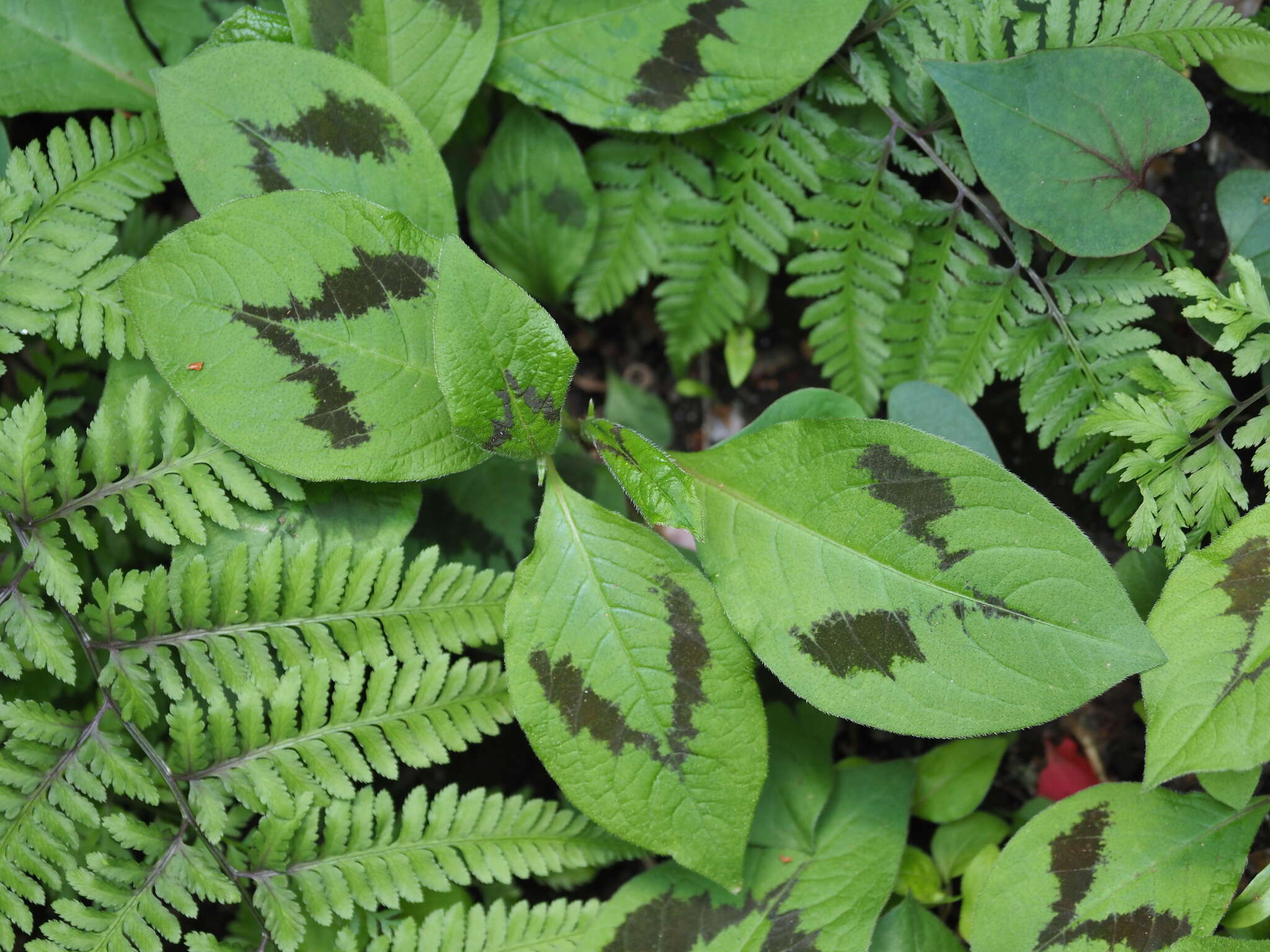 Image of Persicaria filiformis (Thunb.) Nakai