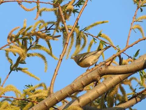 Image of Northern Parula