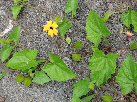 Image of blackeyed Susan vine