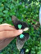 Parides sesostris (Cramer (1779)) resmi