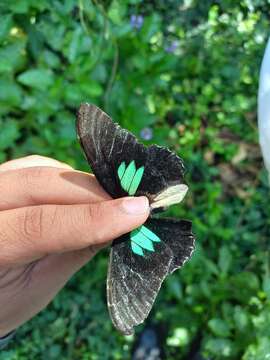 Parides sesostris (Cramer (1779)) resmi