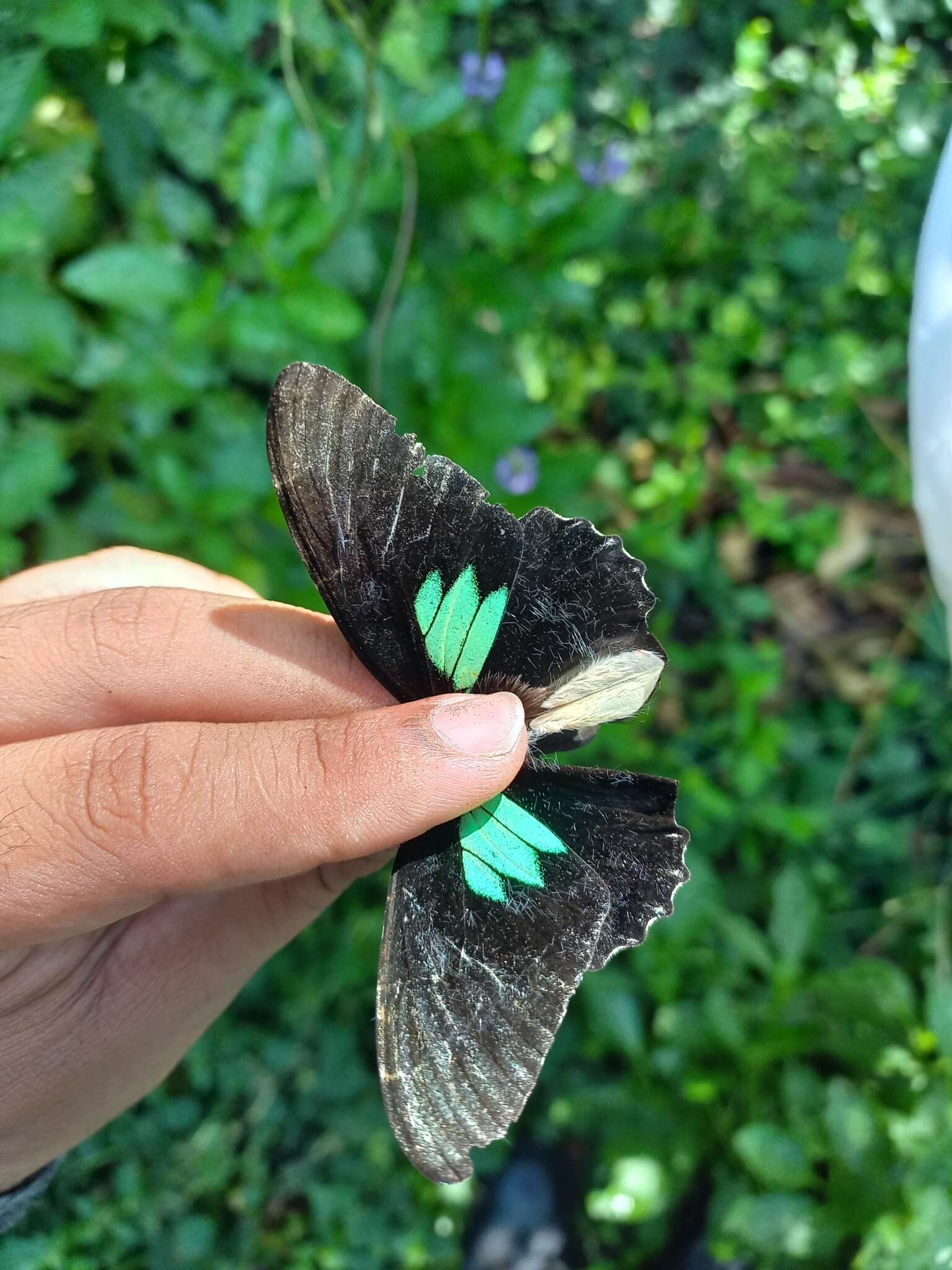 Parides sesostris (Cramer (1779))的圖片