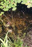 Image of rough bentgrass