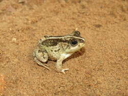 Image of Peters' four-eyed frog