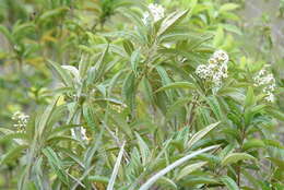 صورة Miconia bicolor (Mill.) Triana