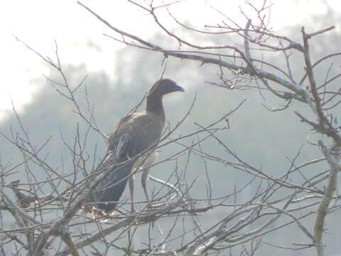 Image of Chestnut-winged Chachalaca