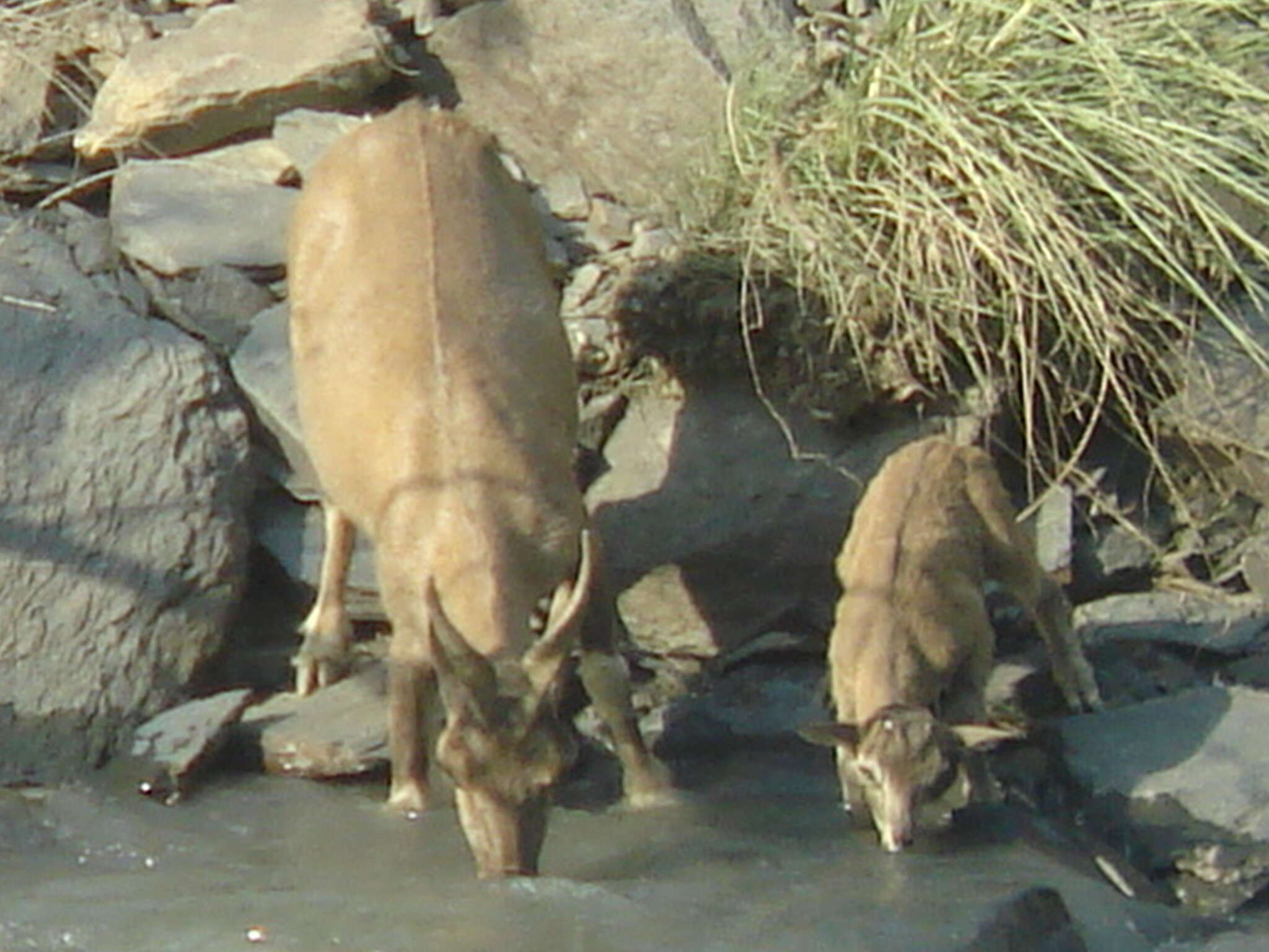 Image of Markhor