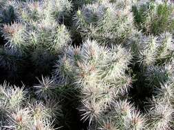 Image of thistle cholla