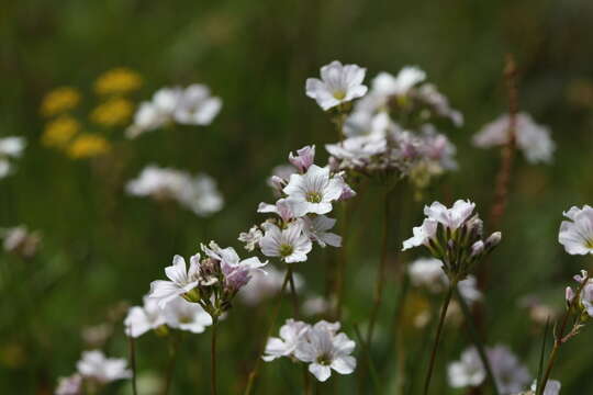 Image de Gypsophila tenuifolia M. Bieb.