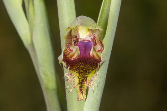 Imagem de Calochilus campestris R. Br.