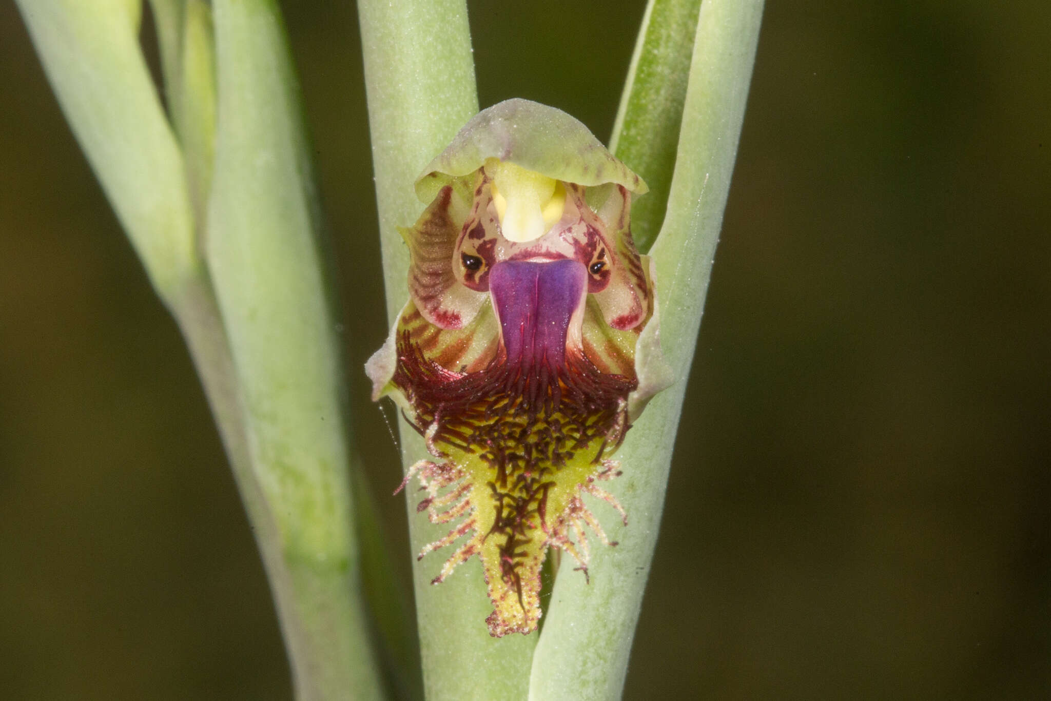 Imagem de Calochilus campestris R. Br.